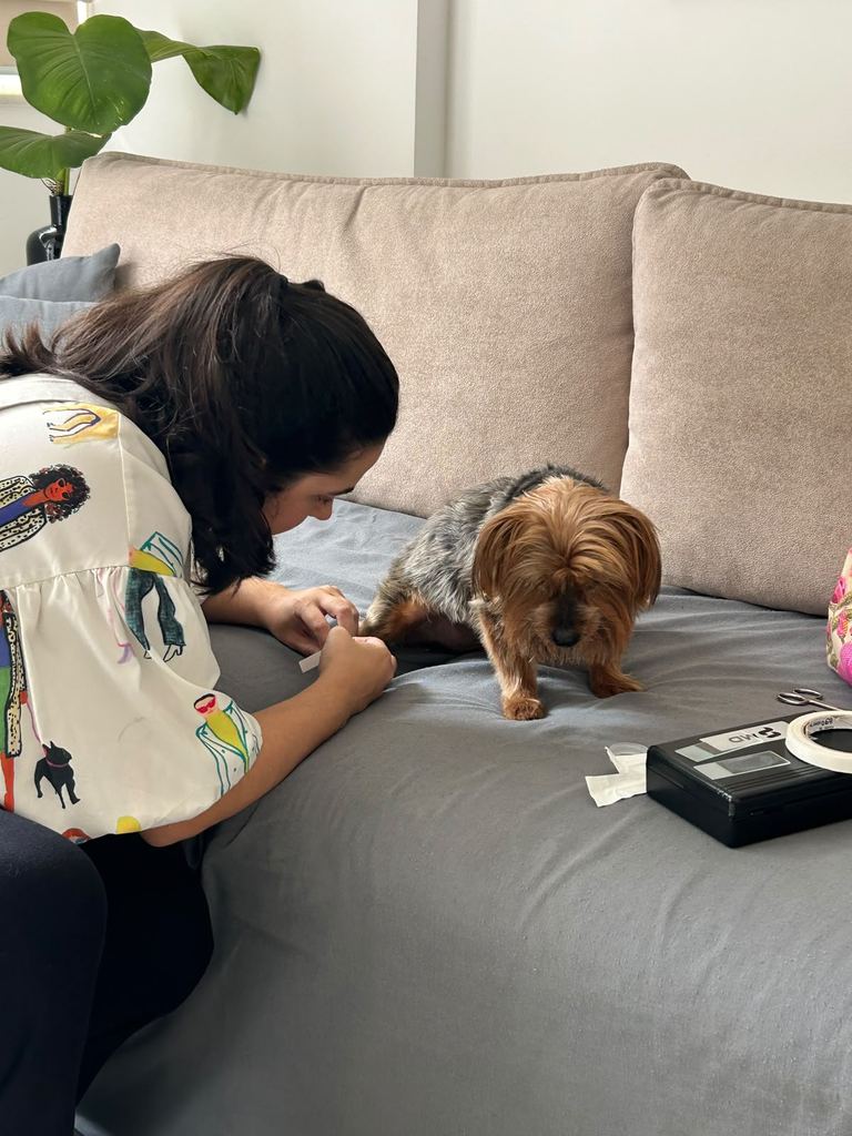 Dra. Marcella Moreira examinando um cachorro yorkshire sobre o sofá durante consulta veterinária em domicílio